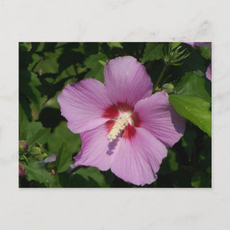 Beauty in Pink Postcard