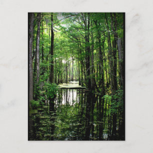 Beauty in the Marsh Postcard
