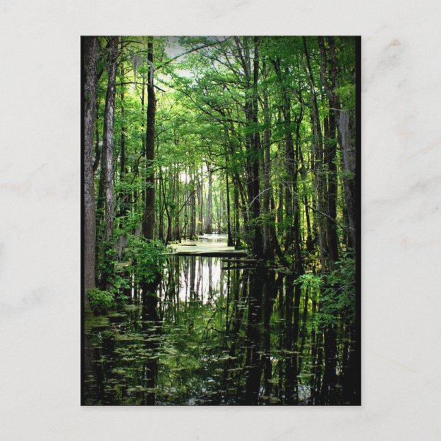 Beauty in the Marsh Postcard (Front)