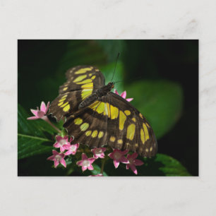 Beauty in the Stars Postcard
