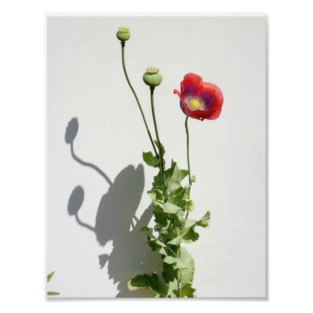 Beauty is also the Beast. Photo Print (Front)