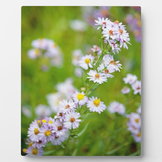 Beauty Line Plaque (Front)