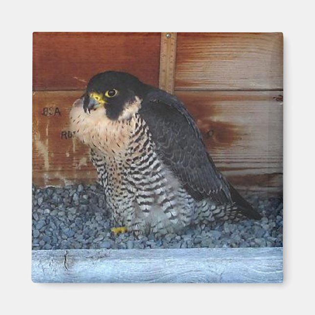 Beauty Magnet (Front)