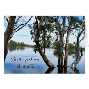 Beauty Of A Gum Tree Riverland Australia,
