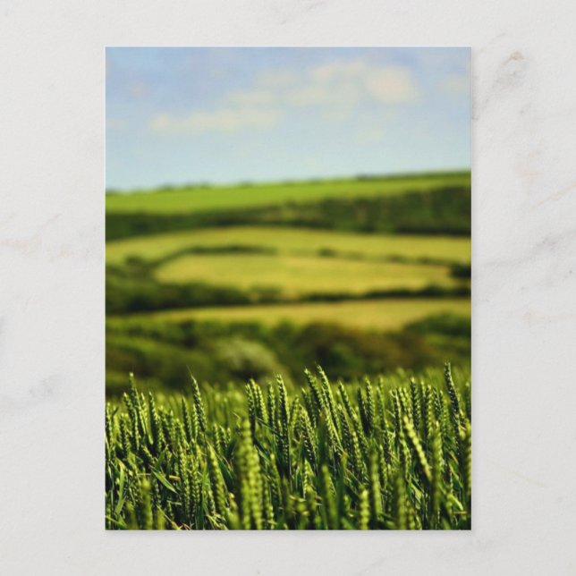 Beauty of life postcard (Front)