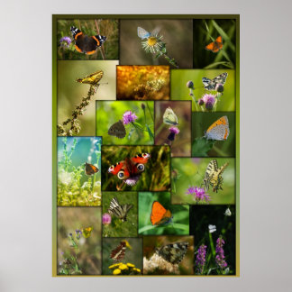Beauty of the butterflies poster