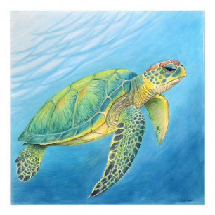 Beauty of the turtle photo print