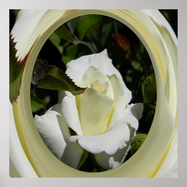 Beauty..... Poster (Front)