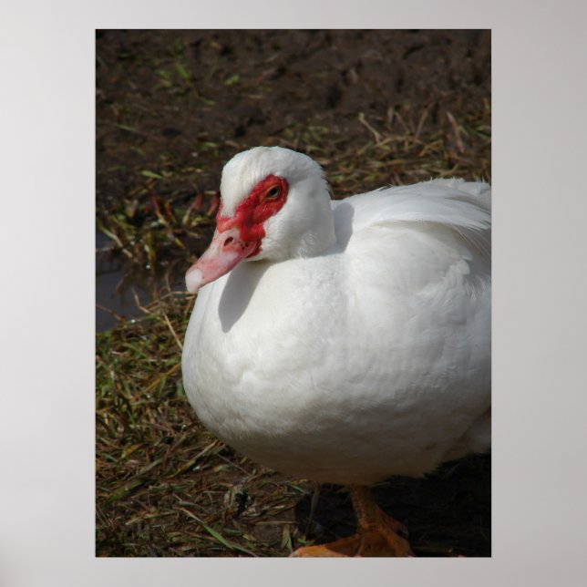 Beauty the Muscovy Hen Poster (Front)