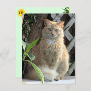 Beauty the Stray Cat's Postcard
