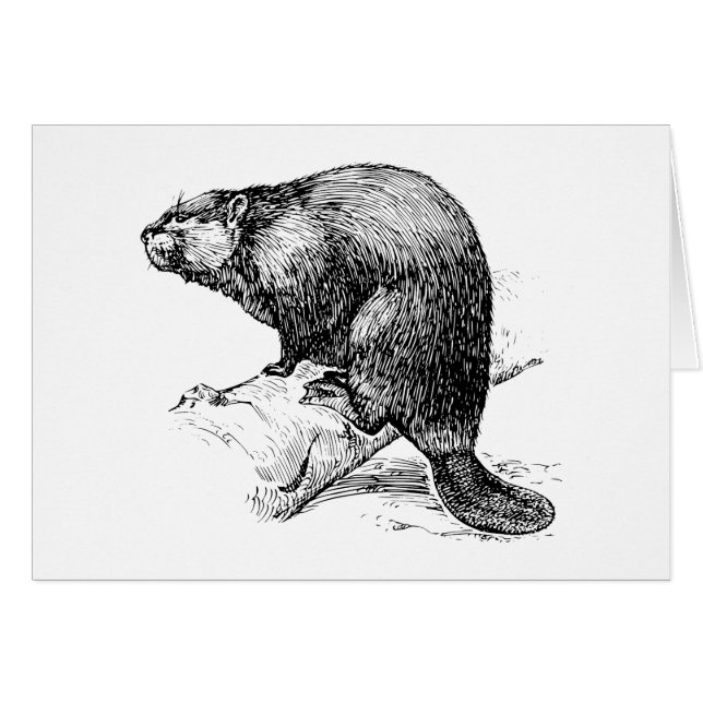 Beaver #1 (Front Horizontal)