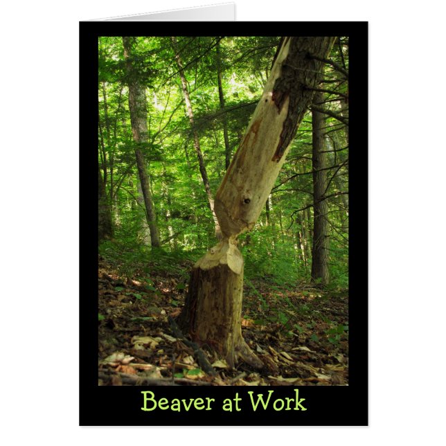 Beaver at Work (Front)