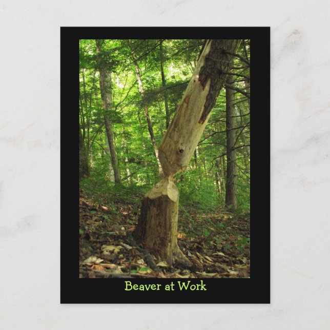 Beaver at Work Postcard (Front)
