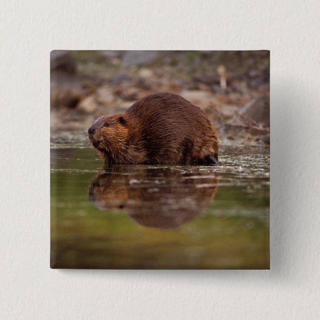 beaver, Castor canadensis, goes for a swim 15 Cm Square Badge (Front)