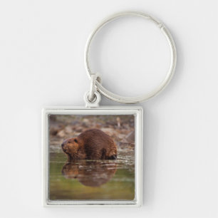 beaver, Castor canadensis, goes for a swim Key Ring