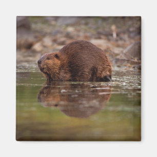 beaver, Castor canadensis, goes for a swim Magnet