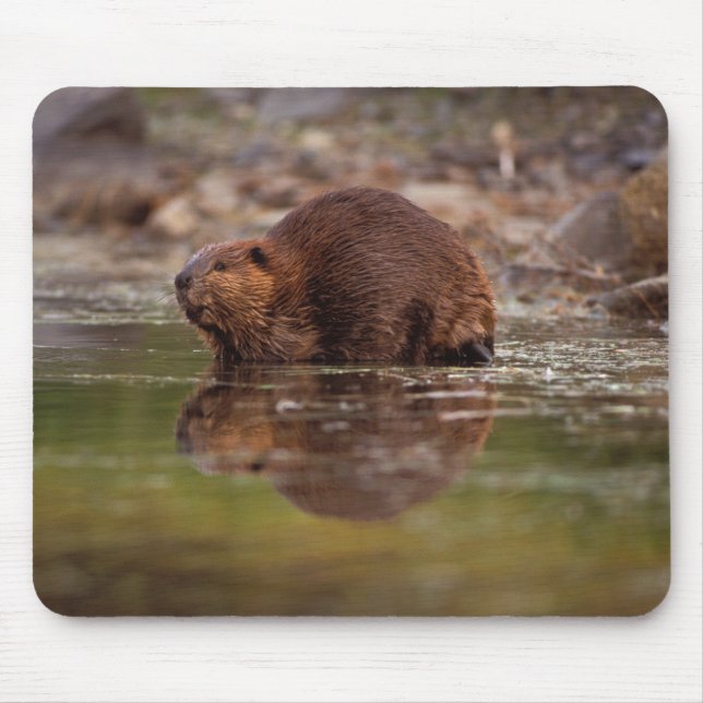 beaver, Castor canadensis, goes for a swim Mouse Pad (Front)