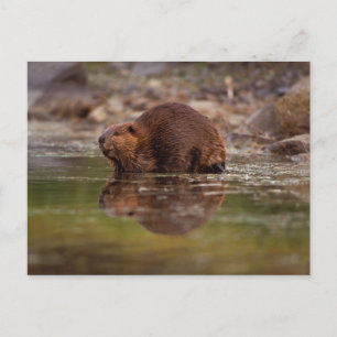 beaver, Castor canadensis, goes for a swim Postcard