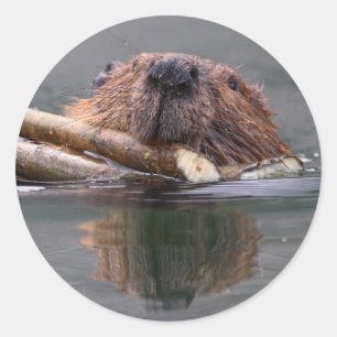 beaver classic round sticker
