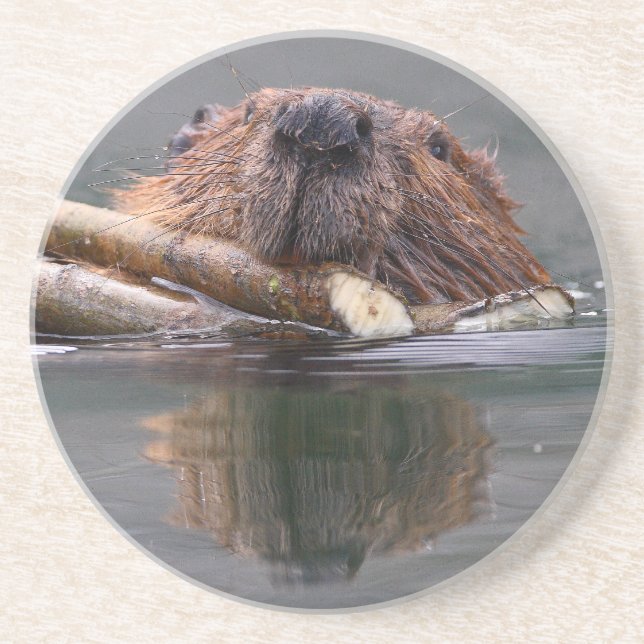 beaver coaster (Front)