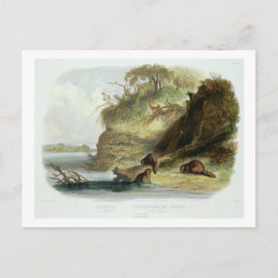 Beaver Hut on the Missouri, plate 17 from volume 1 Postcard