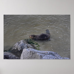 Beaver in the Ocean, Dauphin Ocean, Alabama Poster