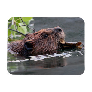 beaver magnet