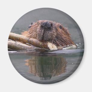beaver magnet