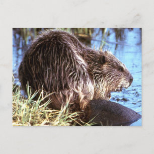 Beaver Photo Postcard