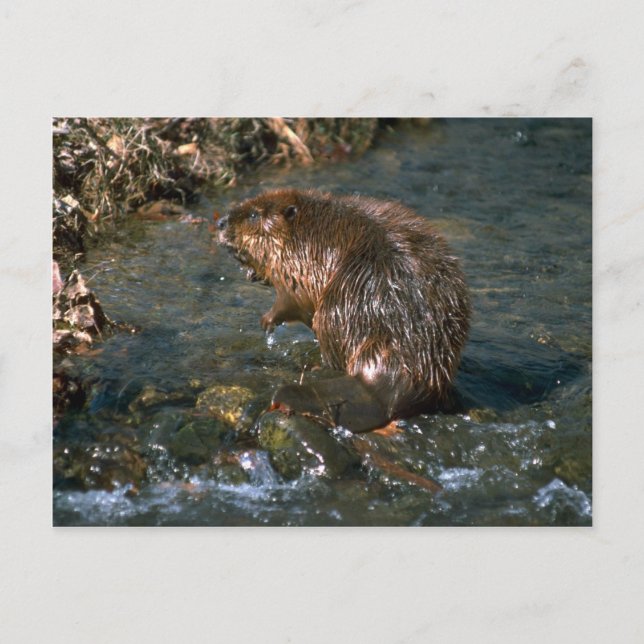 Beaver Postcard (Front)