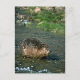 Beaver Postcard