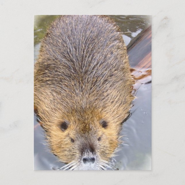 Beaver Postcard (Front)
