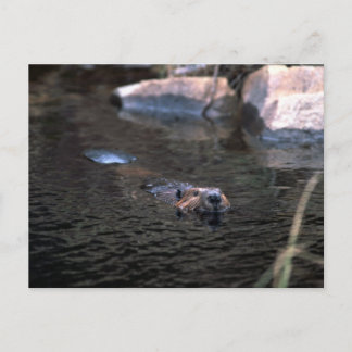 Beaver Postcard