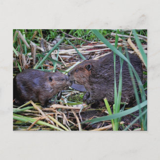 Beavers Kissing Photo Postcard