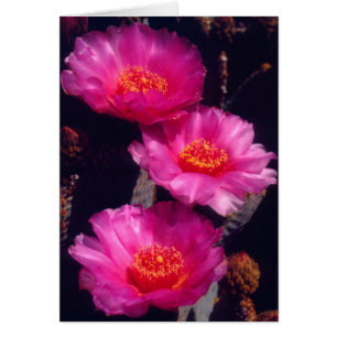 Beavertail Cactus Flowers 2