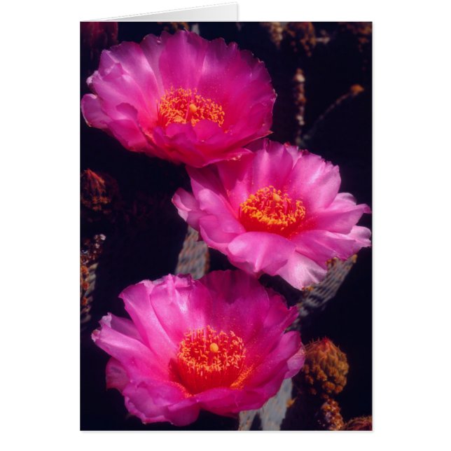 Beavertail Cactus Flowers 2 (Front)
