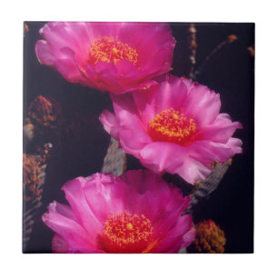 Beavertail Cactus Flowers 2 Ceramic Tile