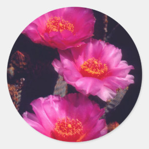Beavertail Cactus Flowers 2 Classic Round Sticker