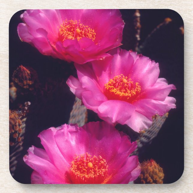 Beavertail Cactus Flowers 2 Coaster (Front)