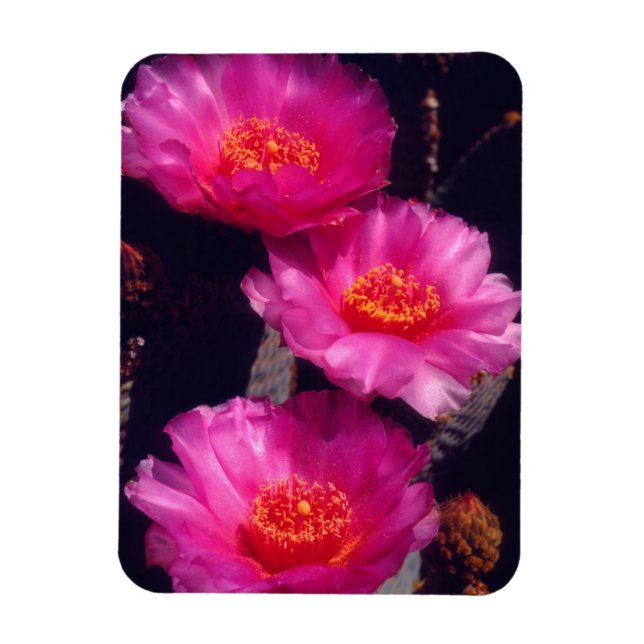 Beavertail Cactus Flowers 2 Magnet (Vertical)