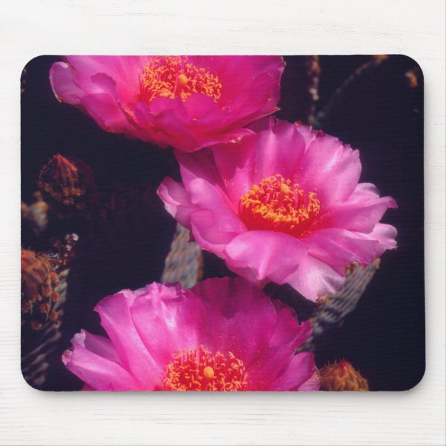 Beavertail Cactus Flowers 2 Mouse Pad (Front)
