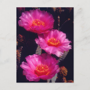 Beavertail Cactus Flowers 2 Postcard