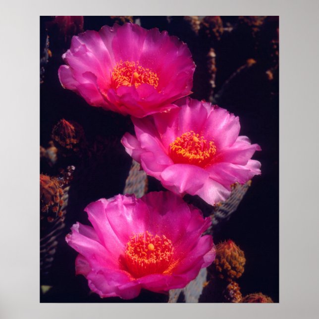 Beavertail Cactus Flowers 2 Poster (Front)