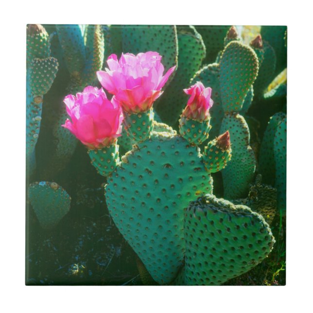 Beavertail Cactus Flowers Ceramic Tile (Front)