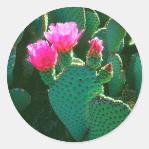 Beavertail Cactus Flowers Classic Round Sticker