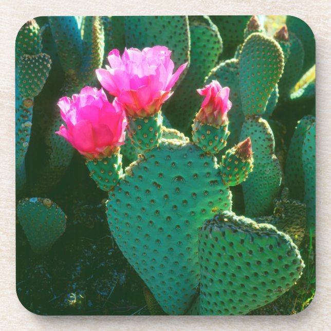 Beavertail Cactus Flowers Coaster (Front)