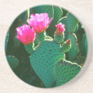Beavertail Cactus Flowers Coaster