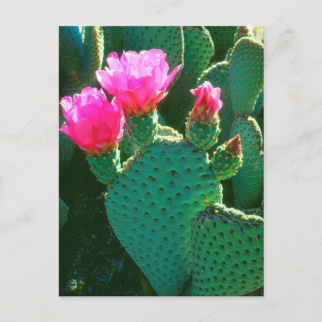 Beavertail Cactus Flowers Postcard (Front)