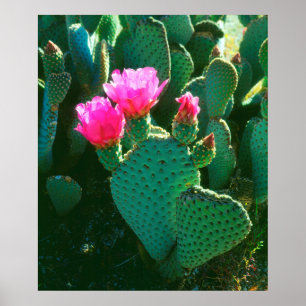 Beavertail Cactus Flowers Poster