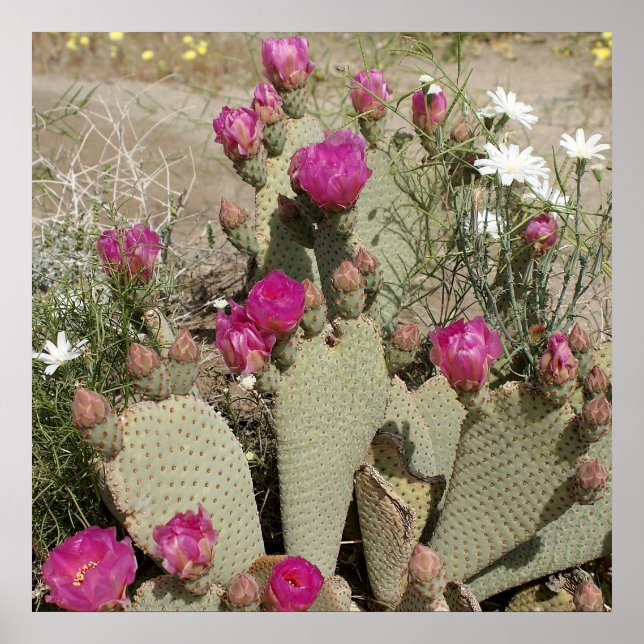 Beavertail Cactus Poster (Front)